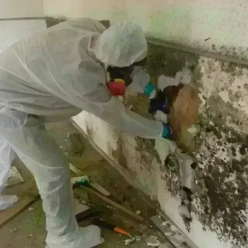 Mold Remediation and Removal in Girdwood, AK